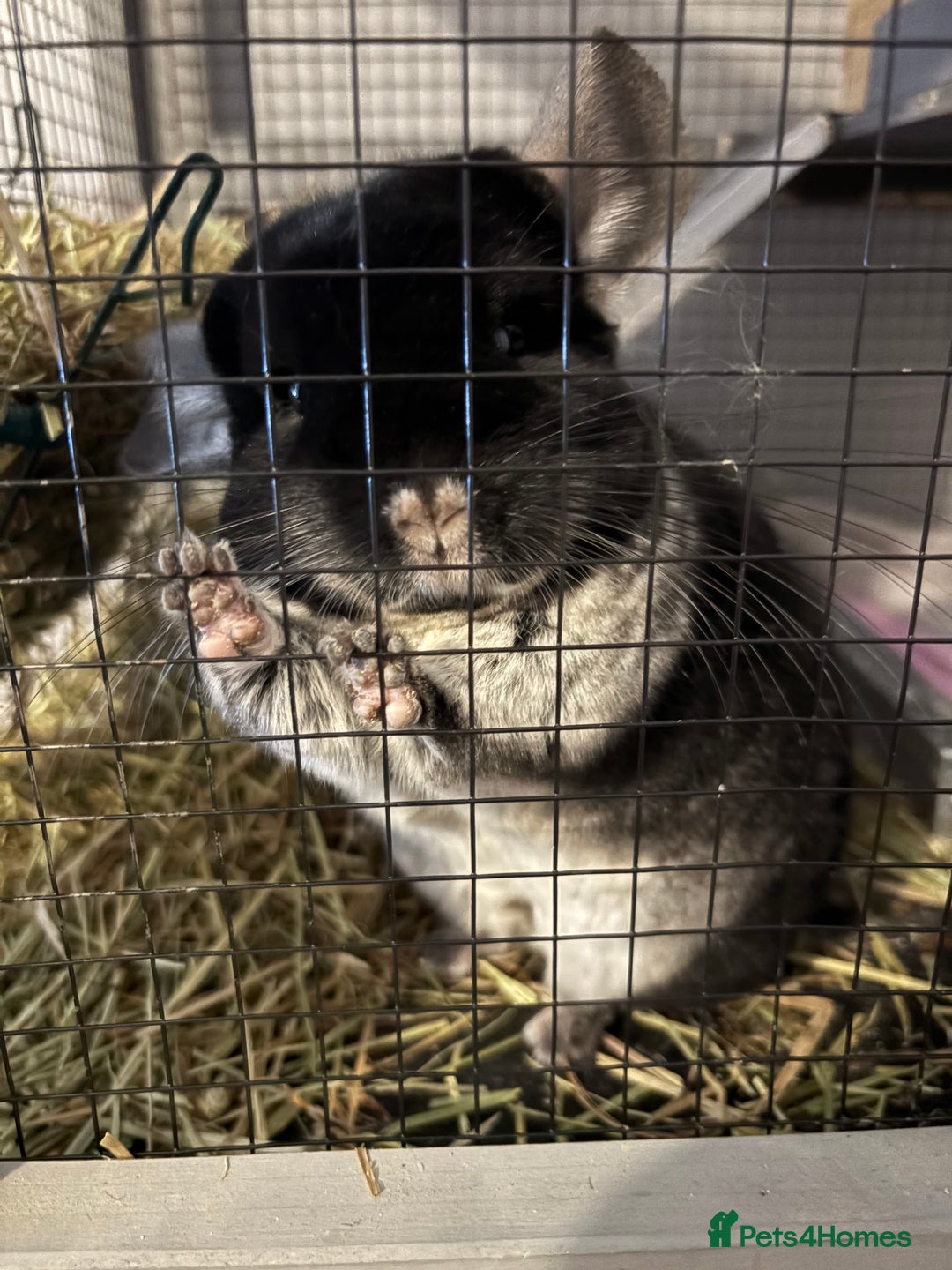 Chinchilla rodents for sale: Female black velvet chinchilla - Image 5