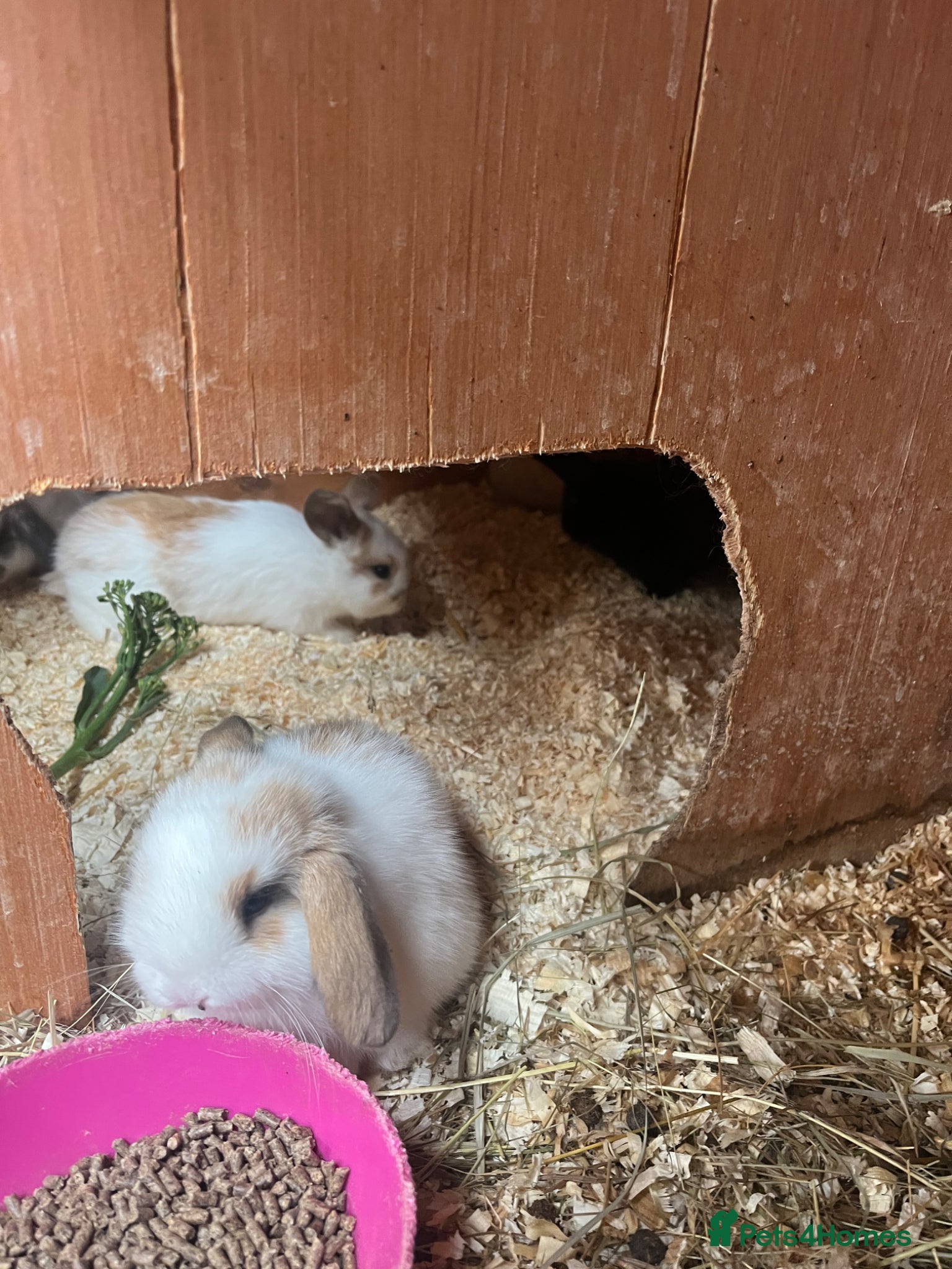Mini Lop rabbits for sale: Beautiful Mini Lop kits  - Advert 5