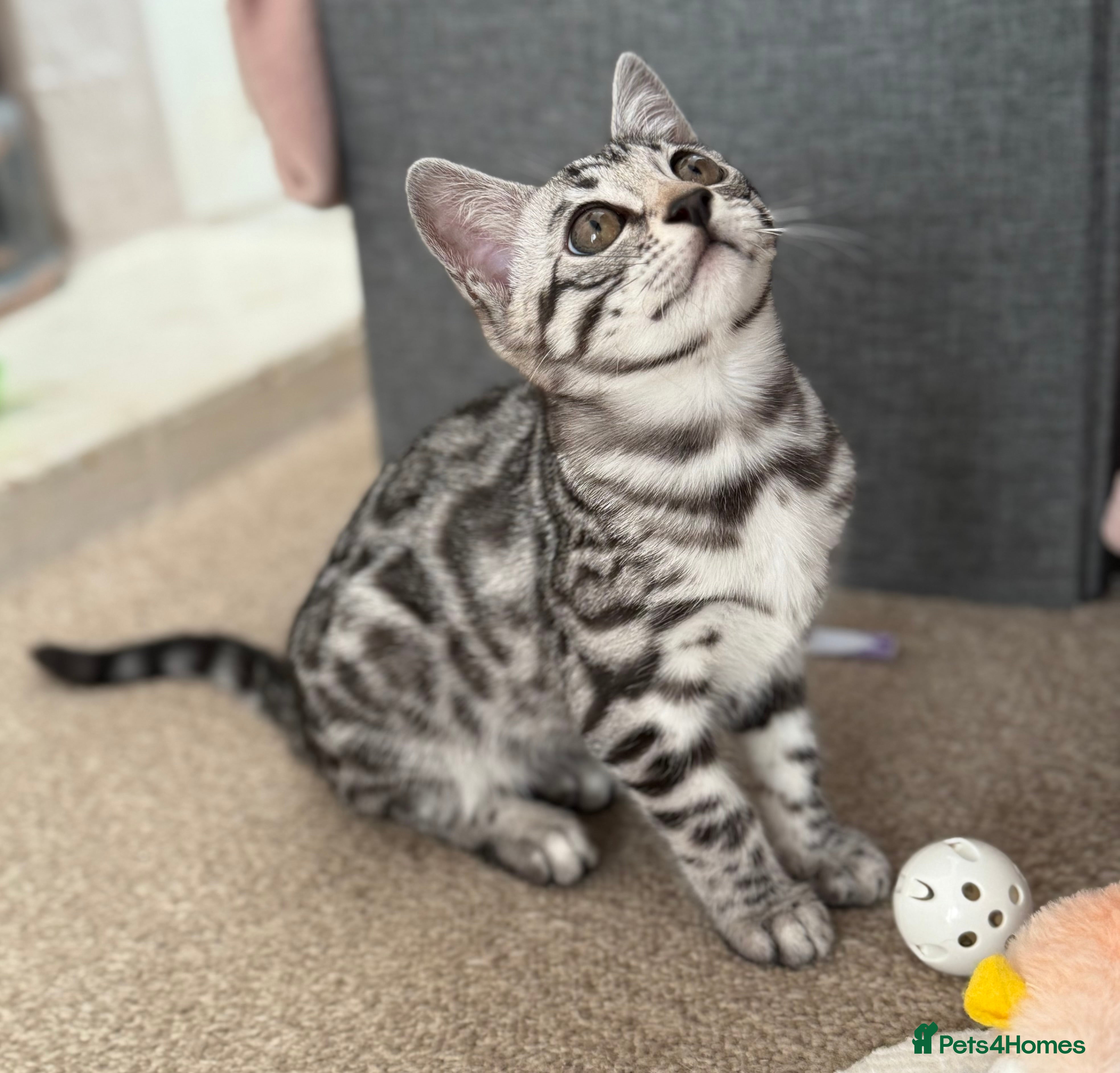 Bengal cats ⭐️ silver black spotted tabby bengal ⭐️ - Advert 9