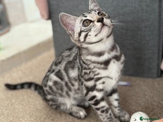 Bengal cats ⭐️ silver black spotted tabby bengal ⭐️ - Advert 4