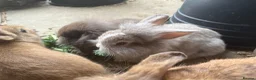 Mini Lion Lop rabbits for sale: Mini lion lop baby bunnies looking for homes  - Advert 7