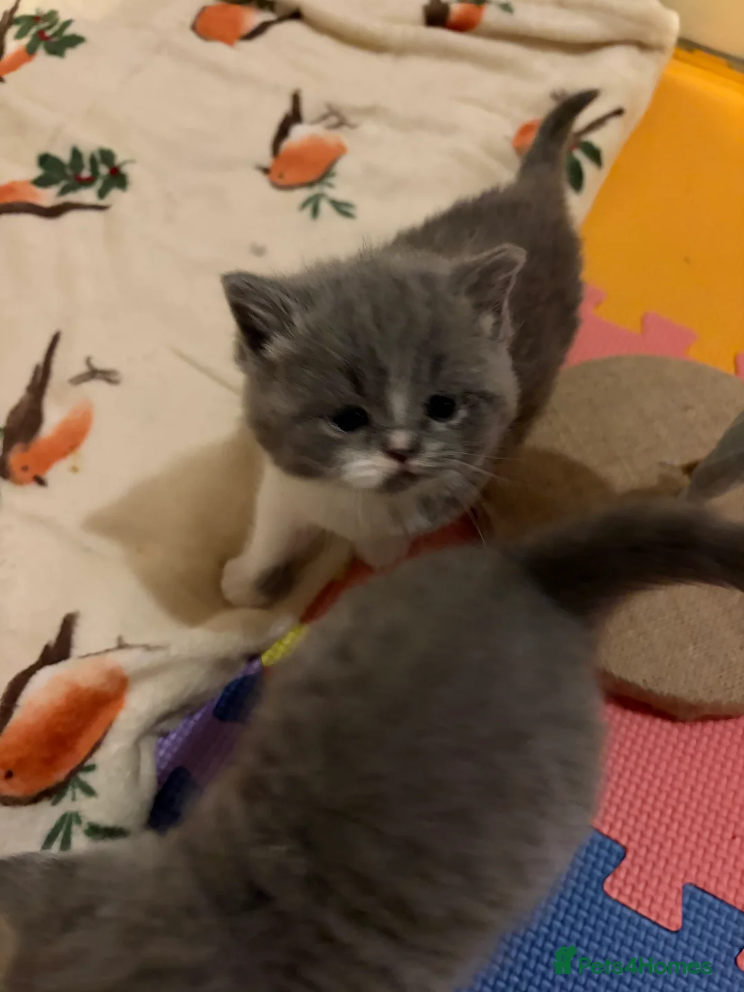 British Shorthair cats for sale: British Shorthair Boys - Advert 8