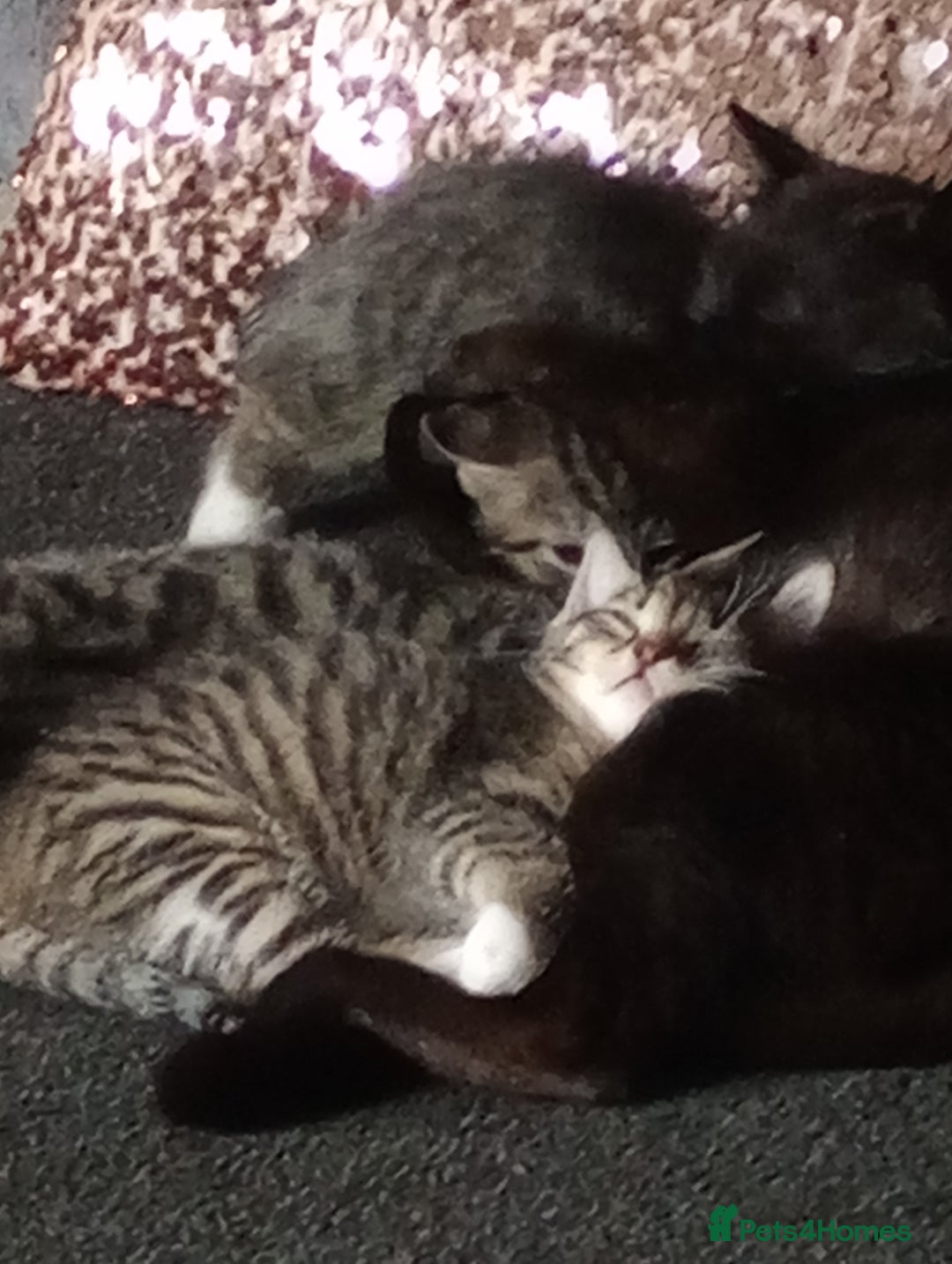 Mixed Breed cats for sale: 3 ADORABLE STRIPEY FURBALLS  - Image 8