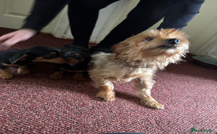 Mixed Breed dogs - Advert 5