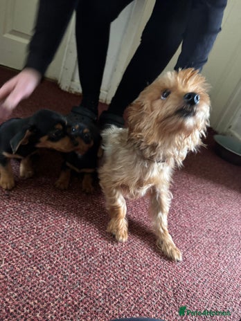 Mixed Breed dogs - Advert 5