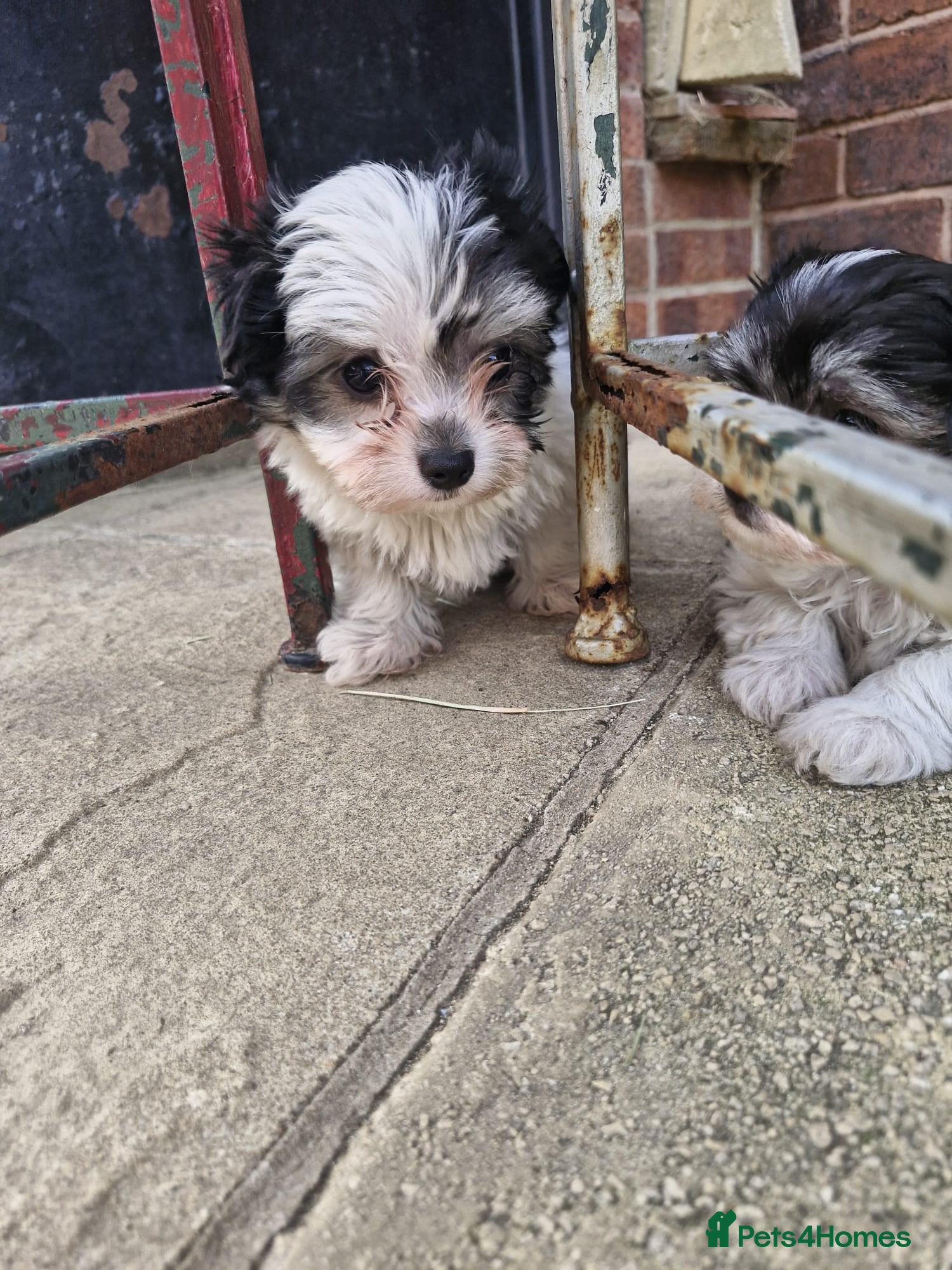 Mixed Breed dogs Top Quality Malchi pups looking for loving homes  - Advert 2
