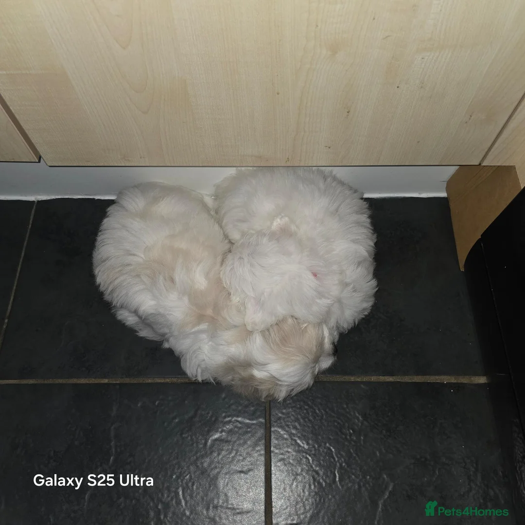Maltese dogs for sale: Fabulously gorgeous maltese in Stevenage - Advert 2