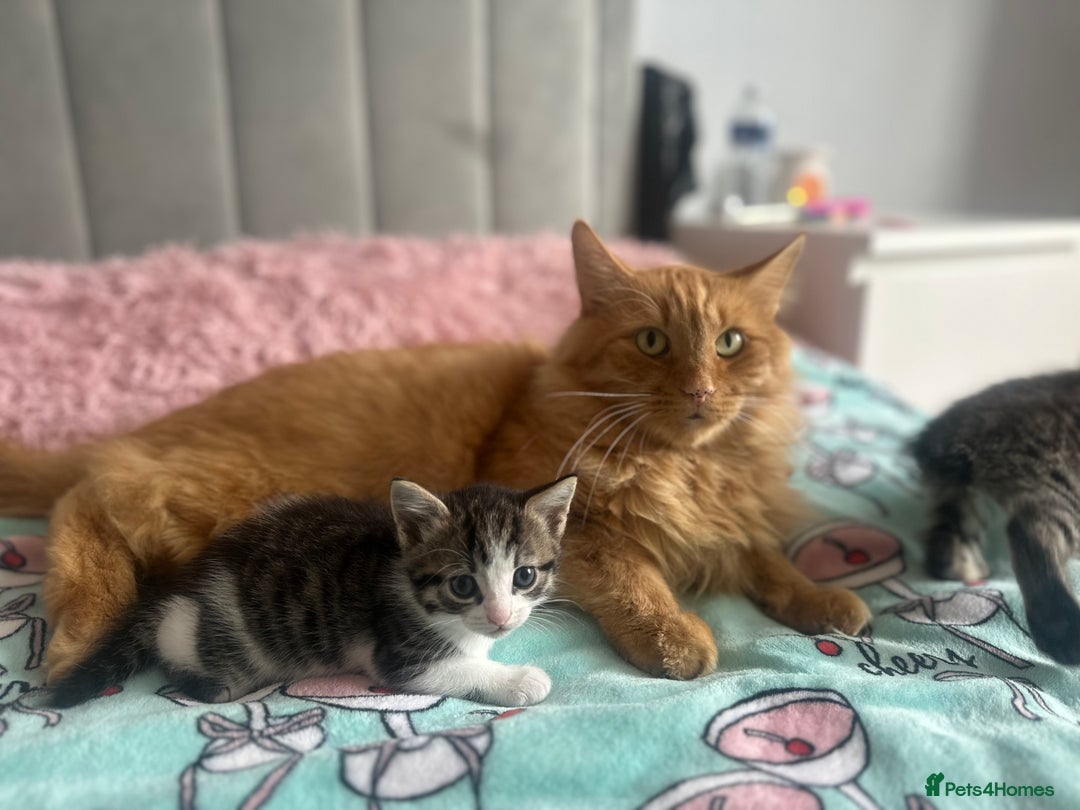 Domestic Shorthair cats for sale: 3 beautiful kittens  - Image 6