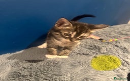 Bengal cats for sale: Queen boo 💕❤️ - Image 11