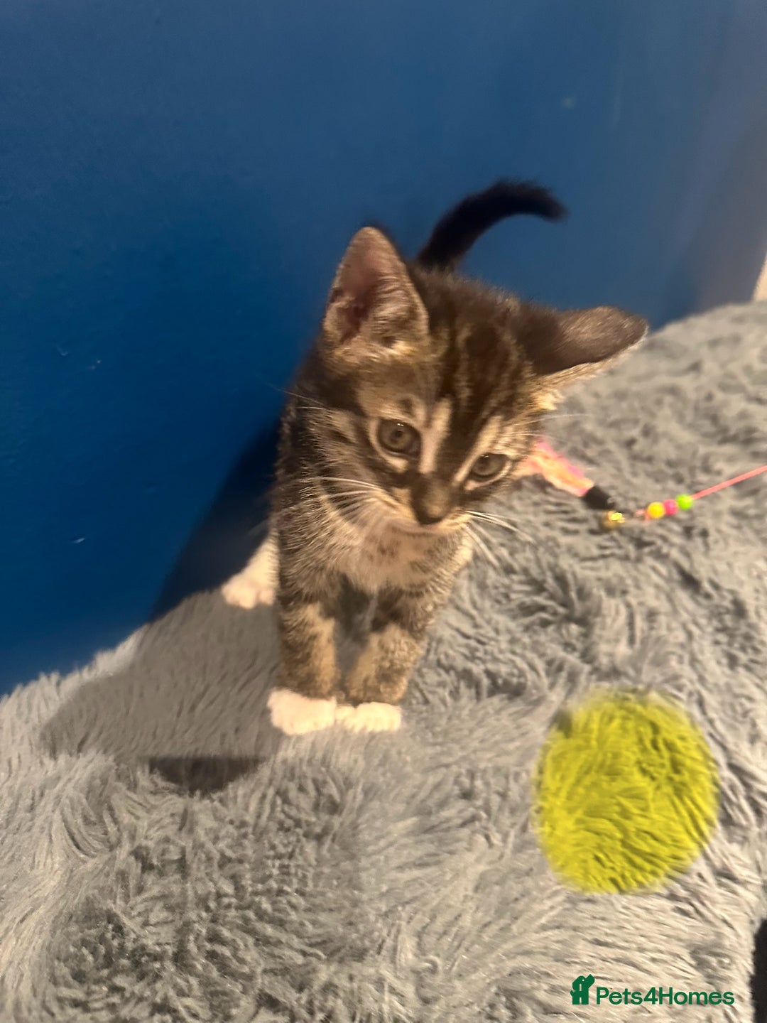 Bengal cats for sale: Queen boo 💕❤️ - Image 11