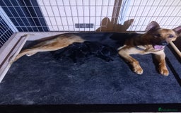 German Shepherd dogs for sale: Working German Shepherd puppies  - Image 8