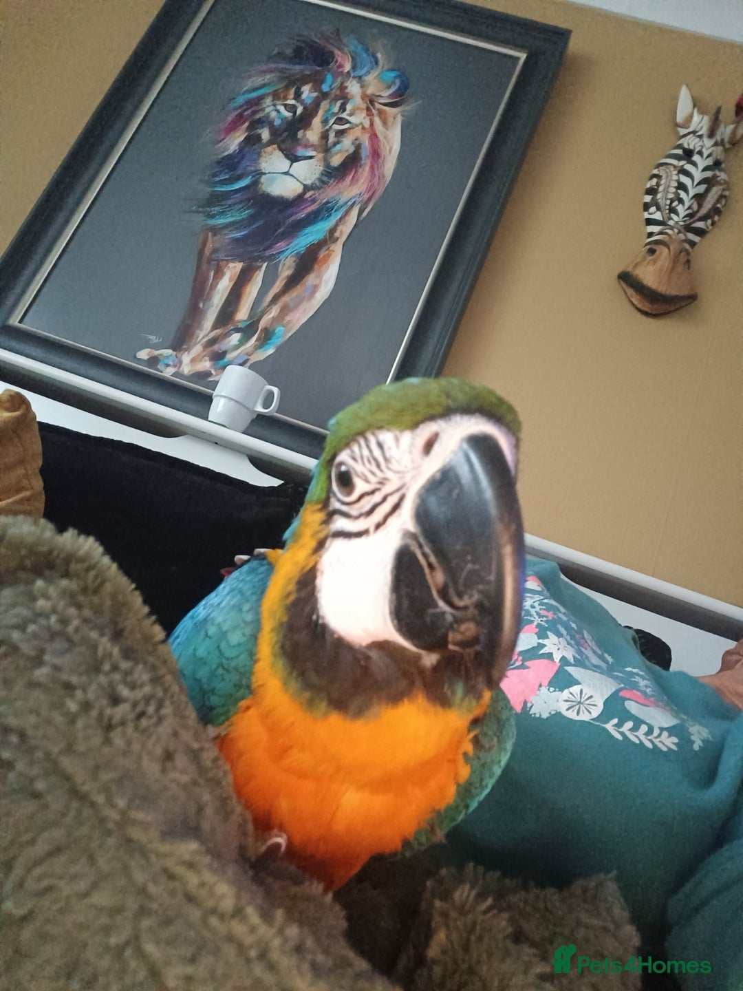 Macaws birds for sale: Beautiful blue and gold macaw for sale  - Advert 4