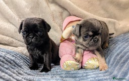 Pug dogs for sale: Quality PUG puppies. Fawn.Black and Blue/Tan - Image 15