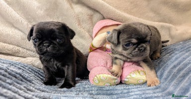 Pug dogs - Advert 4