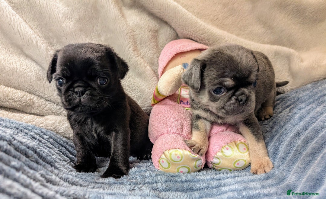 Pug dogs for sale: Quality PUG puppies. Fawn.Black and Blue/Tan - Image 15