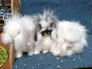 Mini Lion Lop rabbits Gorgeous mini lionlop babies ready now - Advert 2