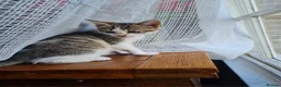 Mixed Breed cats for sale: Cat lover needed, new home for Brie in Ferryhill - Advert 12
