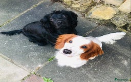 Cocker Spaniel dogs for sale: Outstanding Cocker Spaniel Puppies for Sale.  - Image 8