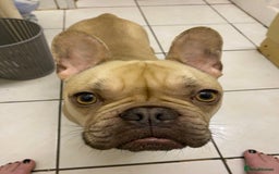 French Bulldog dogs for sale: 4 year old French Bulldog - Image 3