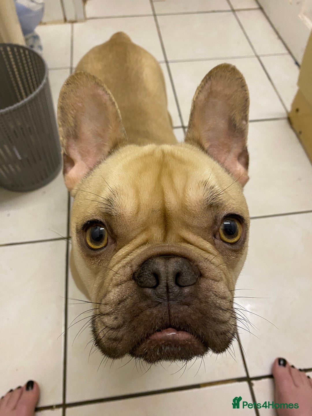 French Bulldog dogs for sale: 4 year old French Bulldog - Image 3