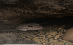 Leopard Gecko reptiles for sale: Female Leopard Geckos +Setups - Image 3