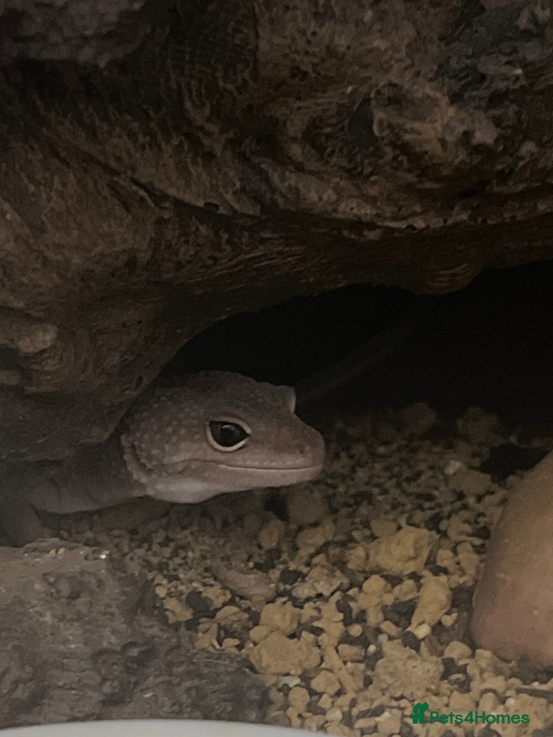 Leopard Gecko reptiles for sale: Female Leopard Geckos +Setups - Image 3
