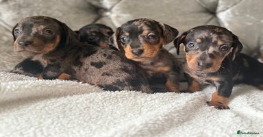 Miniature Dachshund dogs - Advert 3