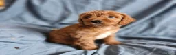 Cavapoo dogs for sale: Cavapoo puppies  - Advert 5