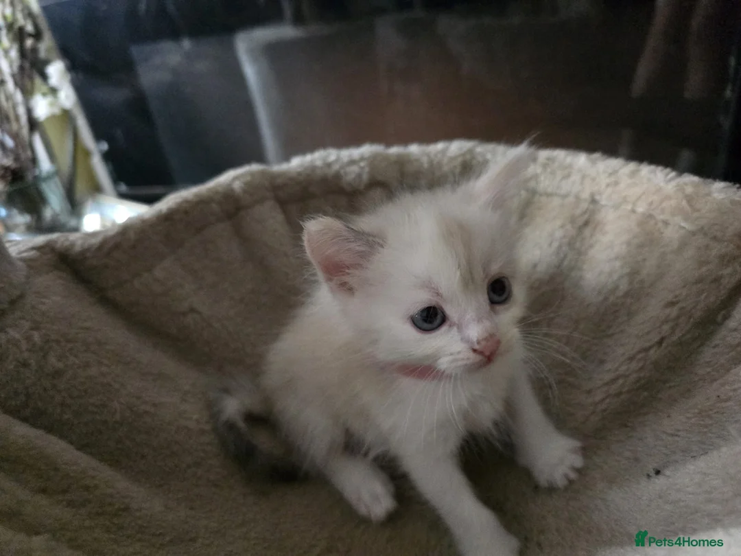 Ragdoll cats for sale: Ragdoll X in Ringwood - Advert 2