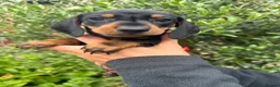 Miniature Dachshund dogs for sale: Stunning KC Miniature Dachshund Litter of 7 in Burnley - Advert 6