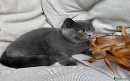British Shorthair cats for sale: British shorthair female🏆 in Norwich - Image 1