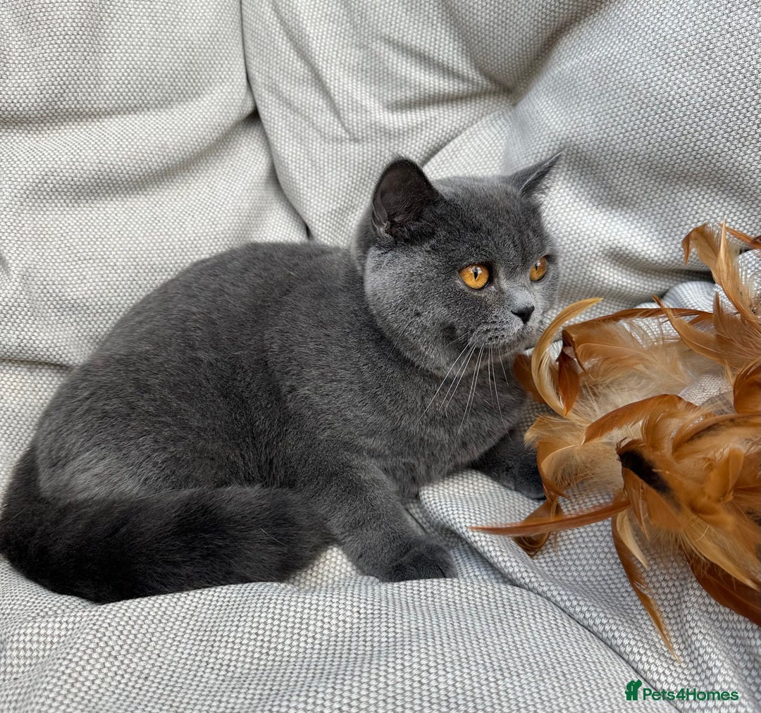 British Shorthair cats for sale: British shorthair female🏆 in Norwich - Image 1