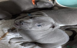 Staffordshire Bull Terrier dogs for sale: Blue Staffordshire Bull Terrier puppies, KC reg. - Image 1