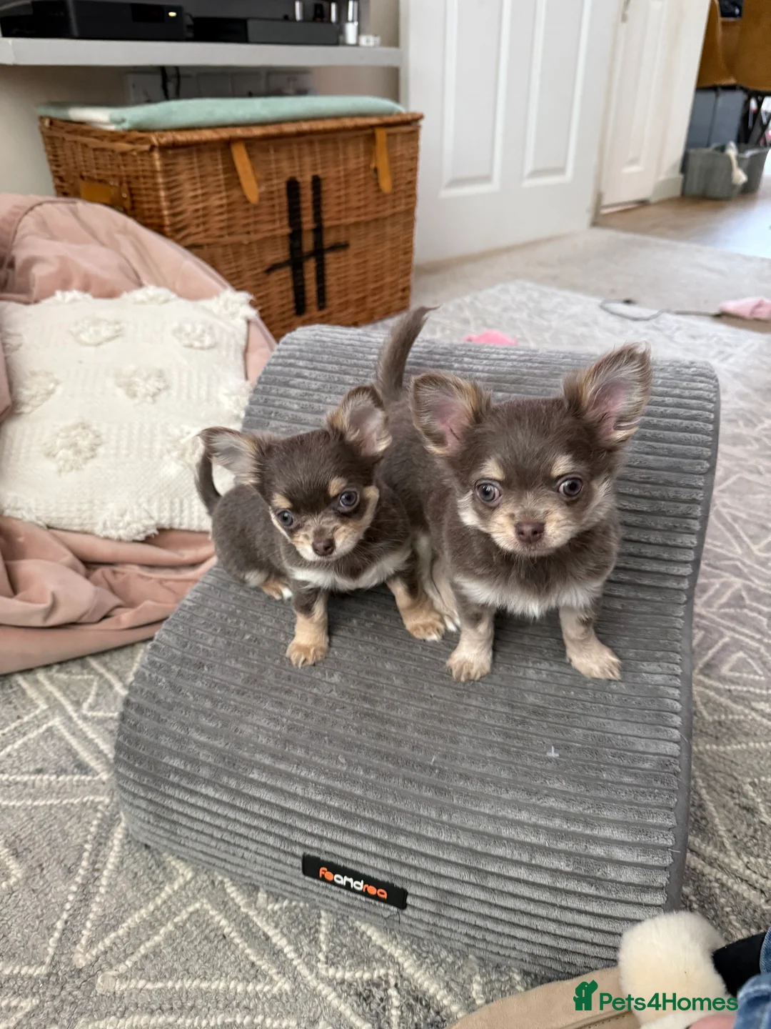 Chihuahua dogs for sale: The most gorgeous girls! - Advert 1