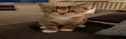 Mixed Breed cats for sale: Adorable kittens ready for forever/loving home - Advert 11