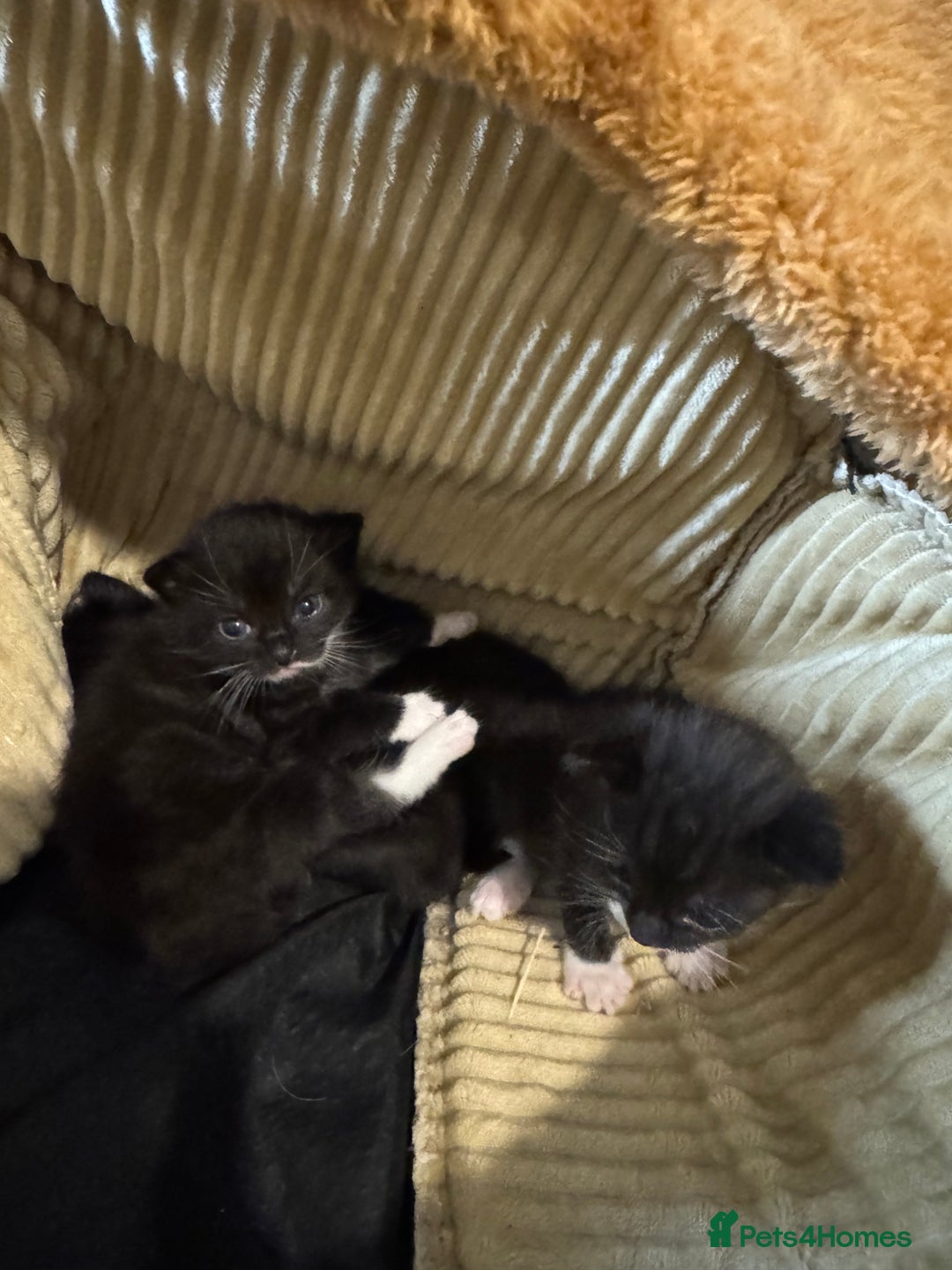 Mixed Breed cats for sale: Beautiful Kittens Looking for Their Forever Homes✨ - Advert 5