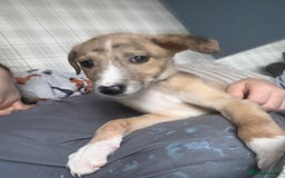Lurcher dogs for sale: Lurcher pups  - Image 1