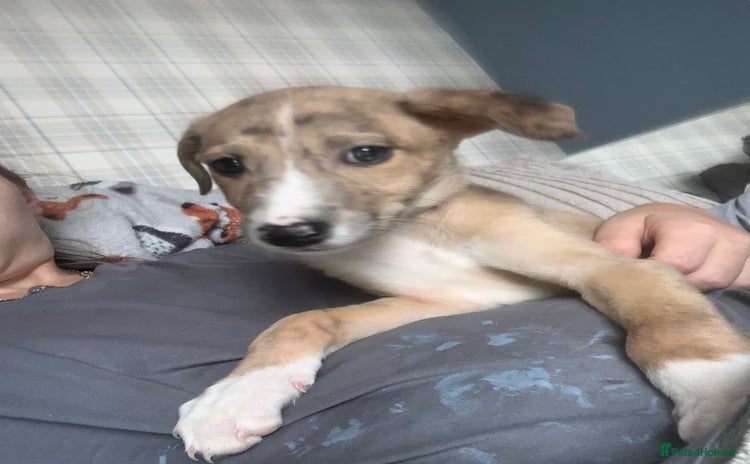 Lurcher dogs - Advert 10
