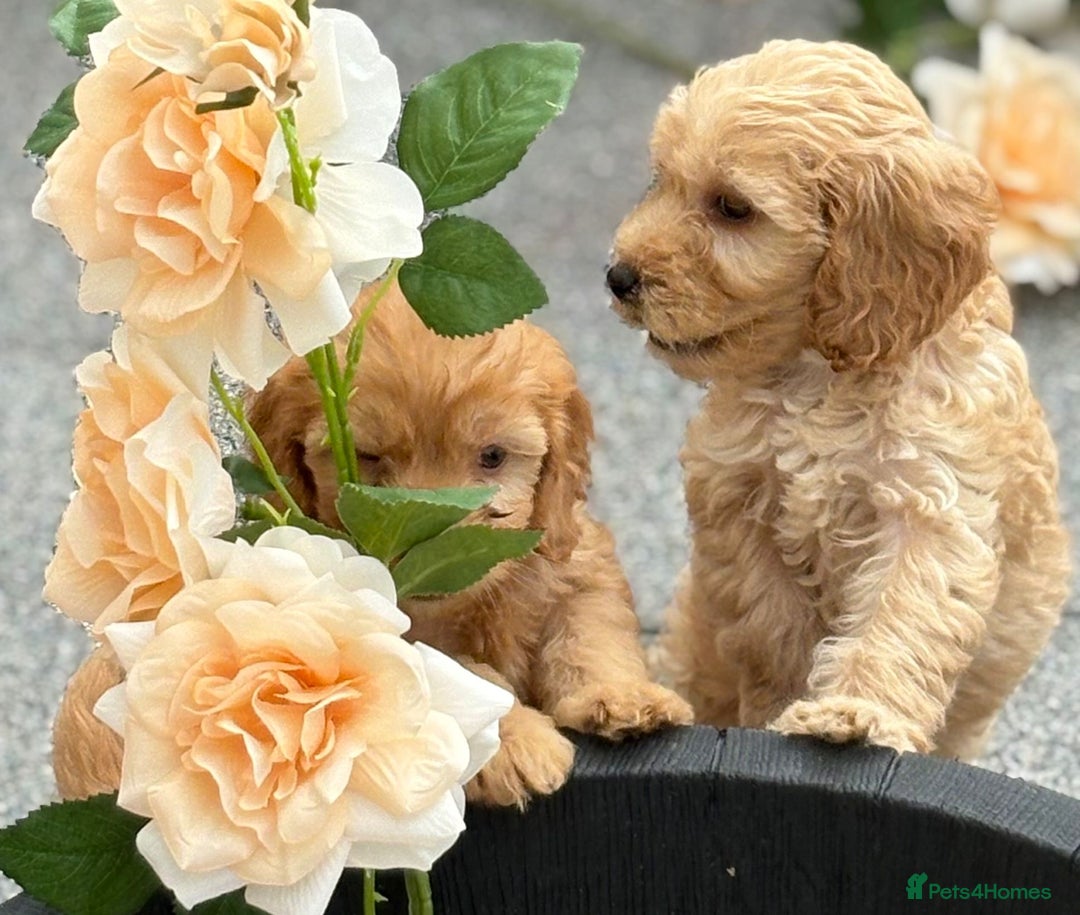 Cockapoo dogs for sale: Adorable cockapoos - Image 13