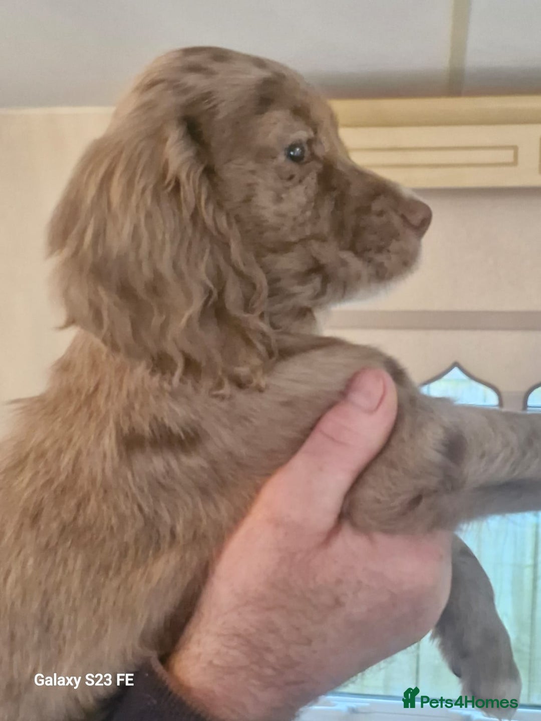 Cocker Spaniel dogs for sale: Cocker Spaniel puppies  - Image 1