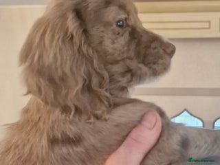 Cocker Spaniel dogs Cocker Spaniel puppies - Advert 2