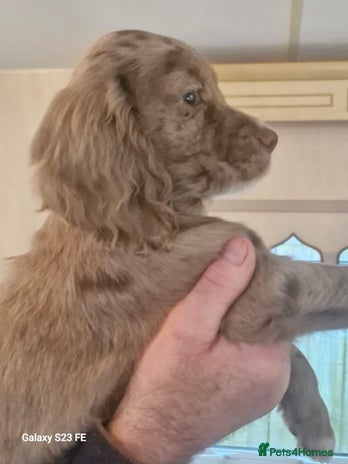 Cocker Spaniel dogs - Advert 13