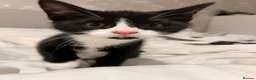 Domestic Shorthair cats for sale: 🐾 Gorgeous Kittens Ready for Loving Homes 🐾 - Advert 3