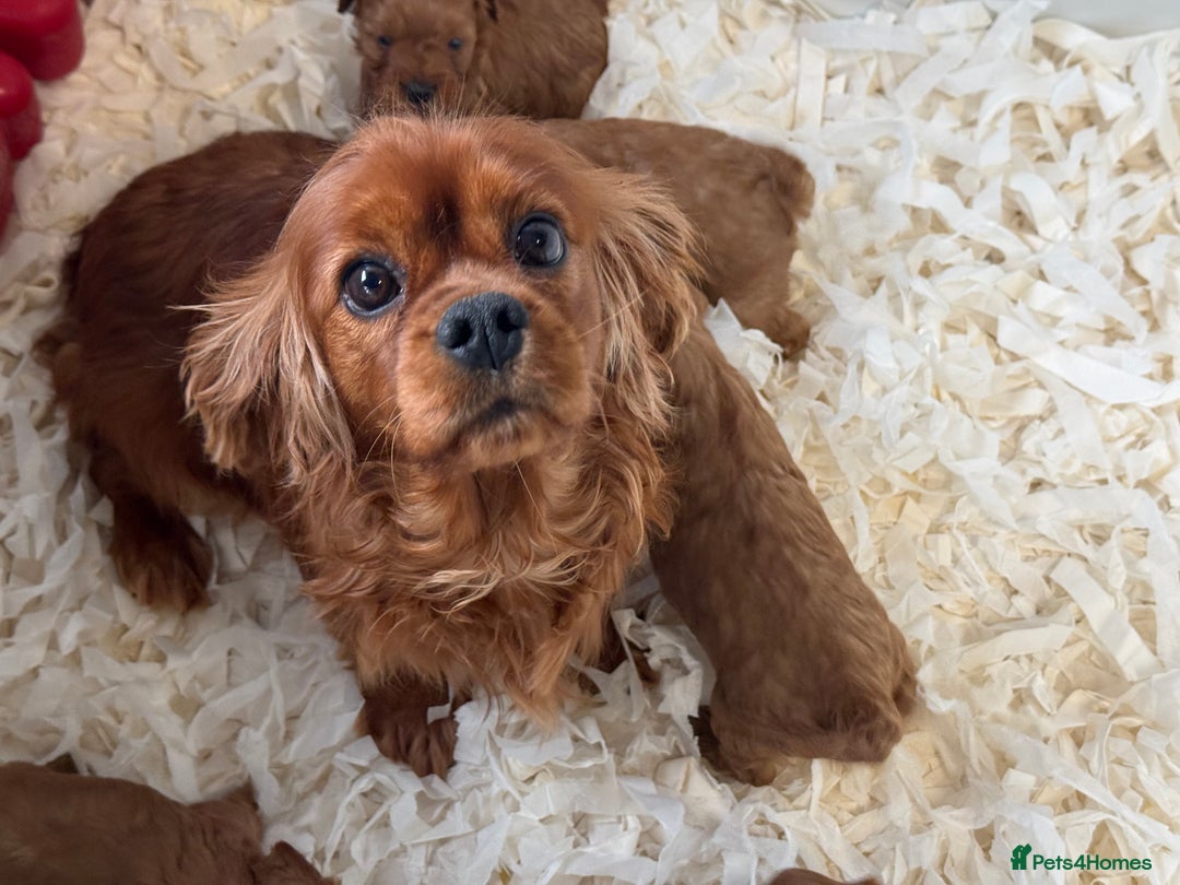 Cavapoo dogs for sale: Gorgeous F1 Cavapoo’s  - Advert 3