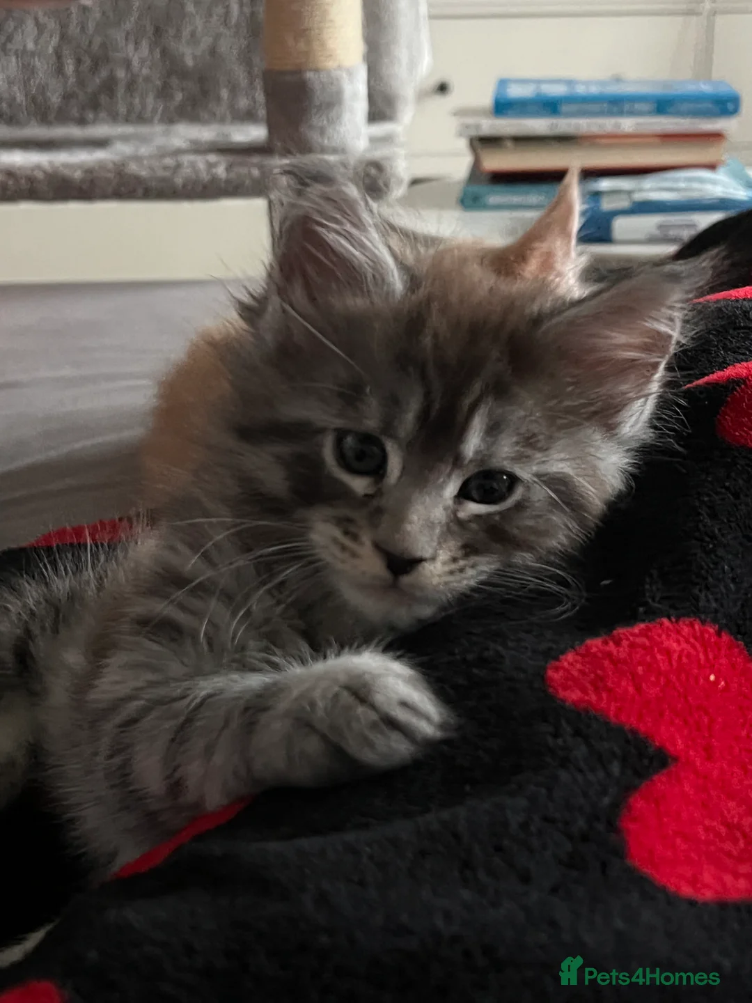 Maine Coon cats for sale: Register Maine Coon Kittens  - Advert 23