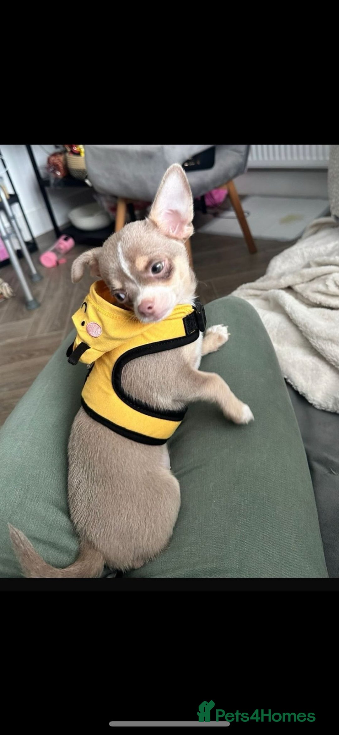 Chihuahua dogs for sale: Cheetos  - Advert 1