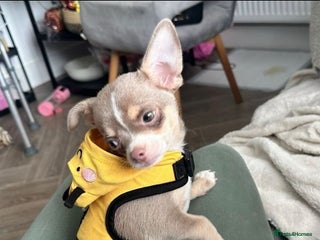 Chihuahua dogs Cheetos - Advert 6