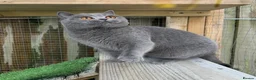 British Shorthair cats for sale: Beautiful blue adult girl  - Advert 1