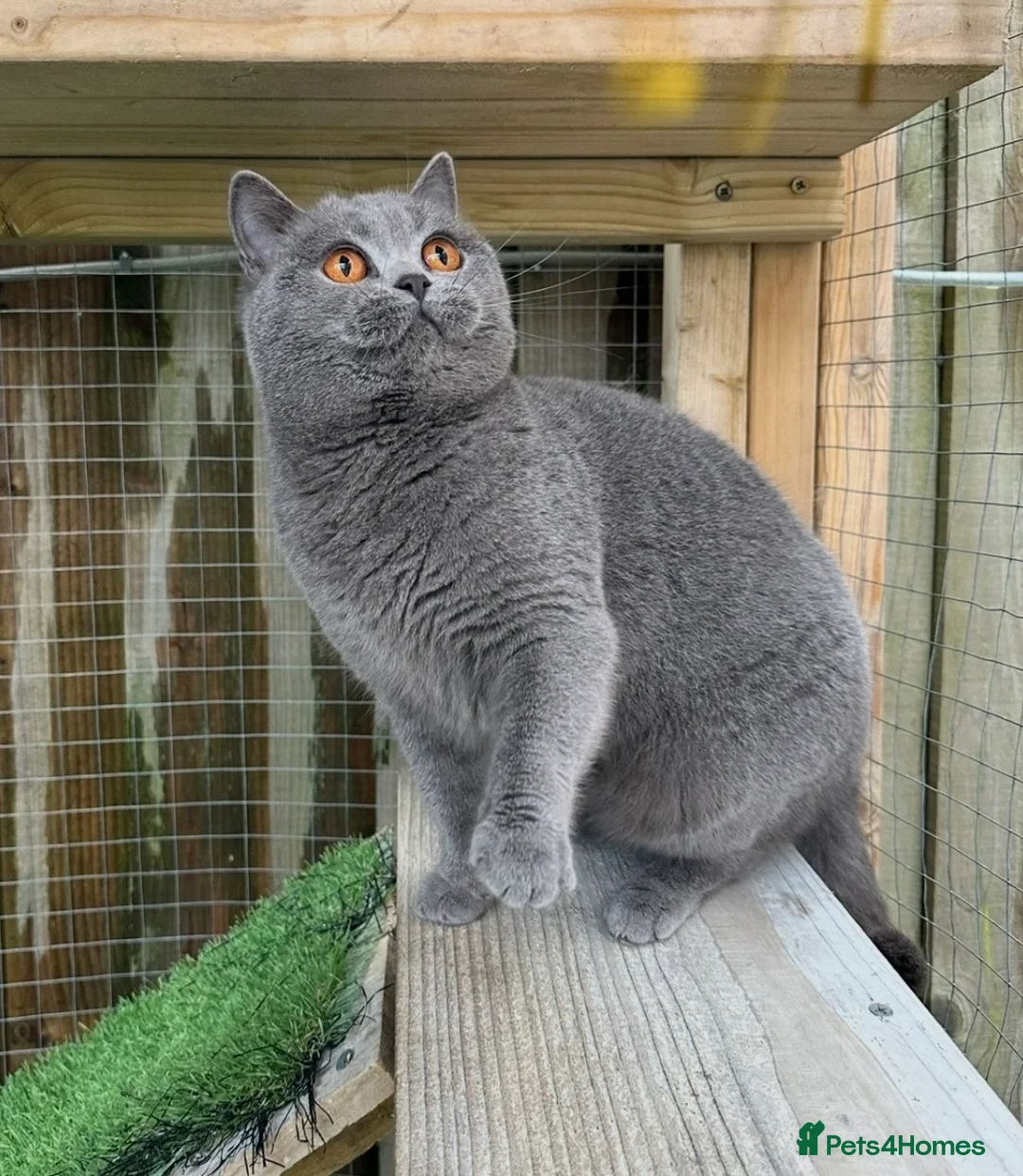 British Shorthair cats for sale: Beautiful blue adult girl  - Advert 1
