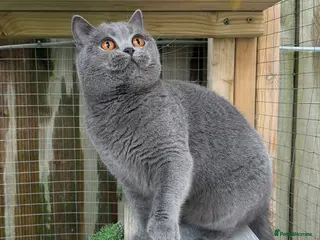 British Shorthair cats Beautiful blue adult girl - Advert 1